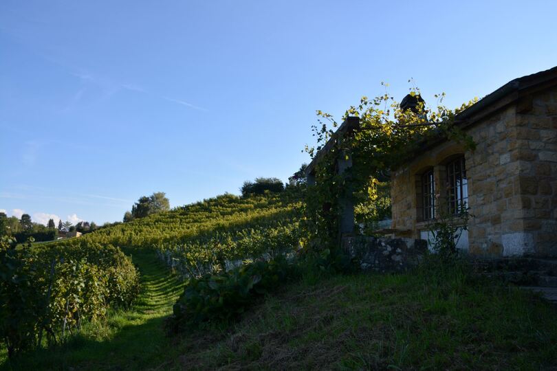 Gasser Vins